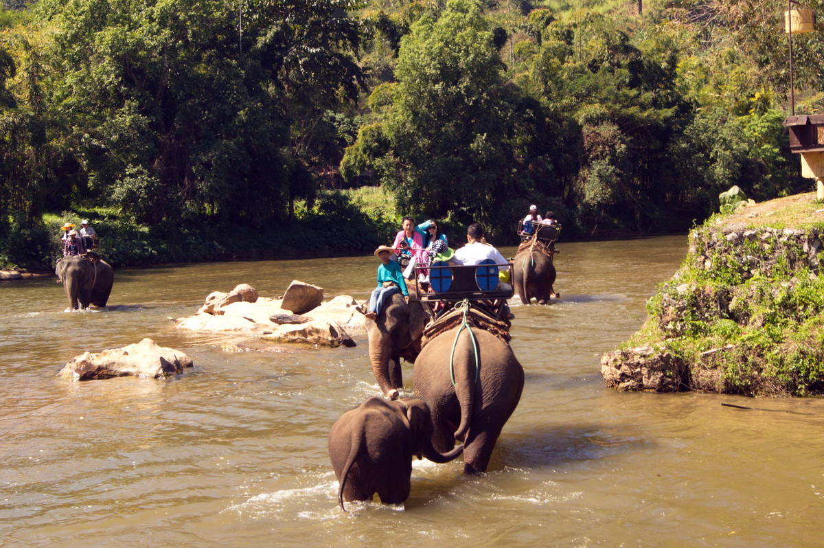 Thailandreise-Elefantentrack